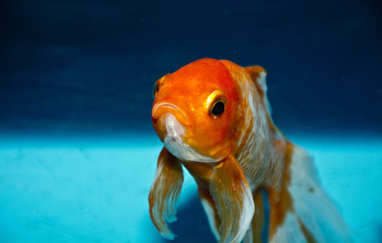 goldfish goldfish